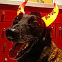 accessory, animal, black_fur, cabinet, close_up, costume, devil_horns, dog, funny, glowing, happy, headgear, indoor, kitchen, pet, playful, portrait, red_background, smiling, tongue_out
