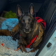 Olly a rejoint le concours — aidez-le/la à gagner de superbes lots ! alert, animal, belgian_malinois, black_fur, blue_rug, brown_fur, car, car_interior, companion, dog, domestic_animal, ears_up, fluffy_rug, looking_at_camera, lying_down, pet, red_harness, resting, seat, vehicle_door