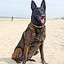 Olly participe au concours pour gagner de l'argent avec cette photo : animal, beach, belgian_malinois, canine, daytime, dog, happy, kite, nature, necklace, outdoor, pet, recreation, sand, sitting, sky, summer, sunny, tongue_out, vacation