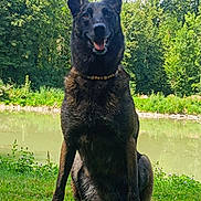Olly participe au concours pour gagner de l'argent avec cette photo : dog, german_shepherd, outdoor, grass, pond, trees, nature, animal, pet, canine, sitting, collar, sunlight, greenery, park, muzzle, ears, tongue, happy, daytime