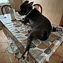 animal, black_dog, chair, curious, dog, domestic, furniture, home, indoor, looking_back, natural_light, paper_towel, pet, relaxed, stretching, table, tablecloth, tile_floor, white_markings, window
