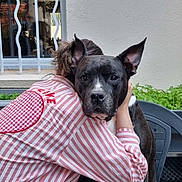 Lady Dreams a rejoint le concours — aidez-le/la à gagner de superbes lots ! affection, black_dog, calm, chair, companionship, cutlery, dog, embrace, greenery, hug, knife, outdoor, person, pet, plate, striped_shirt, table, wall, white_markings, window