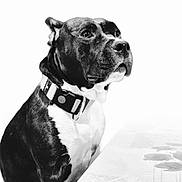 Lady Dreams participe au concours pour gagner de l'argent avec cette photo : accessories, animal, bostonbull, boxer, bulldog, canine, collar, dog, frenchbulldog, pet, pitbull, pug, puppy, snout