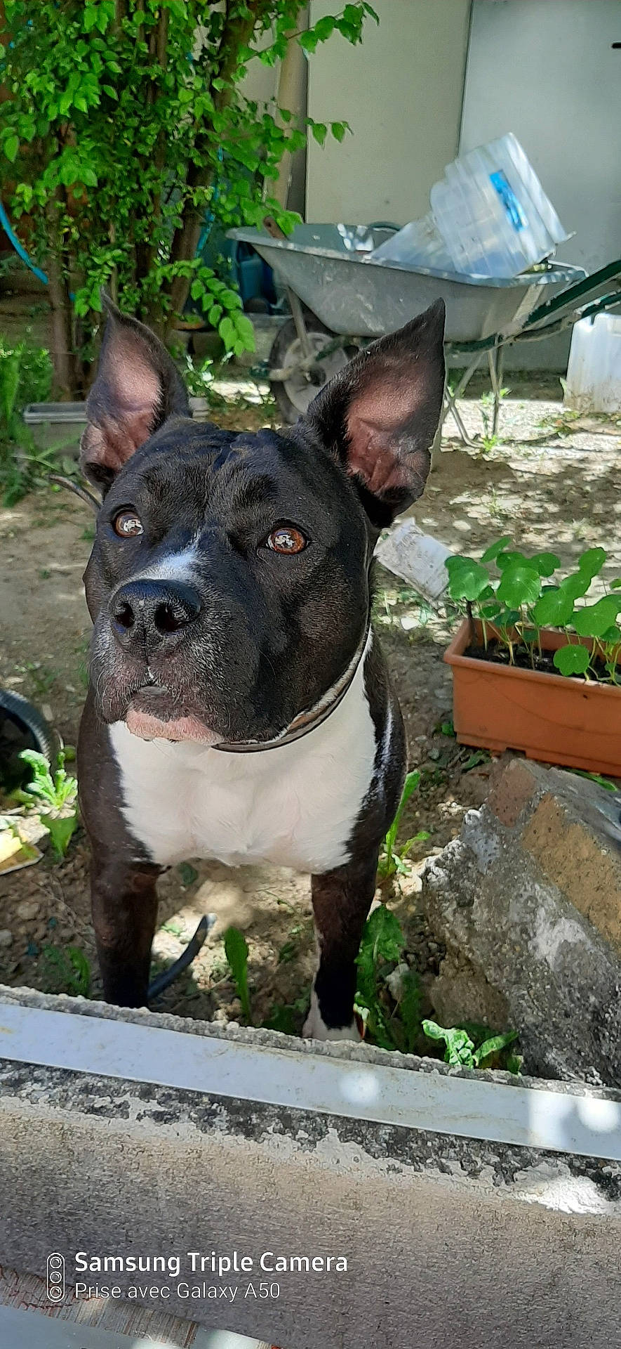 Lady Dreams participe au concours pour gagner de l'argent avec cette photo : animal, backyard, bostonbull, bulldog, canine, dog, frenchbulldog, herbal, herbs, jar, leaf, nature, pet, pitbull, plant, planter, pottedplant, pottery, soil, vase