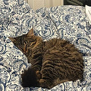 Nino participe au concours pour gagner de l'argent avec cette photo : animal, bed, blanket, cat, comforter, cozy, curled_up, cute, domestic_animal, feline, fur, indoor, nap, patterned, pet, relaxed, resting, sleeping, soft, tabby