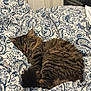 animal, bed, blanket, cat, comforter, cozy, curled_up, cute, domestic_animal, feline, fur, indoor, nap, patterned, pet, relaxed, resting, sleeping, soft, tabby