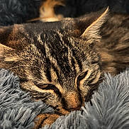 Nino a rejoint le concours — aidez-le/la à gagner de superbes lots ! cat, tabby, sleeping, cozy, blanket, fur, closeup, pet, animal, resting, cute, whiskers, ears, soft, domestic, feline, comfort, relaxation, indoors, nap