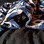 Blacky a rejoint le concours — aidez-le/la à gagner de superbes lots ! animal_eyes, black_cat, blanket, cat, comfort, couch, cozy, curious, dark_colors, domestic_animal, feline, hidden, indoor, patterned_blanket, peeking, pet, resting, snug, soft_texture, warm