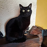 Blacky participe au concours pour gagner de l'argent avec cette photo : alert, animal, black_cat, cat, closeup, curious_eyes, domestic_cat, feline, furry, home_interior, indoor, looking, mammal, pet, rustic, sitting, texture_wall, whiskers, wooden_mantel, yellow_wall