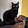 Blacky