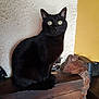 alert, animal, black_cat, cat, closeup, curious_eyes, domestic_cat, feline, furry, home_interior, indoor, looking, mammal, pet, rustic, sitting, texture_wall, whiskers, wooden_mantel, yellow_wall