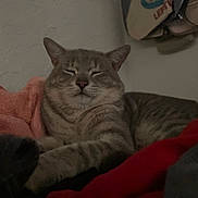 Ambrosio is registered to the contest to win money with this photo: cat, tabby, sleepy, cozy, blanket, indoor, pet, feline, fur, resting, cute, animal, mammal, whiskers, paws, relaxed, soft, warm, comfortable, home