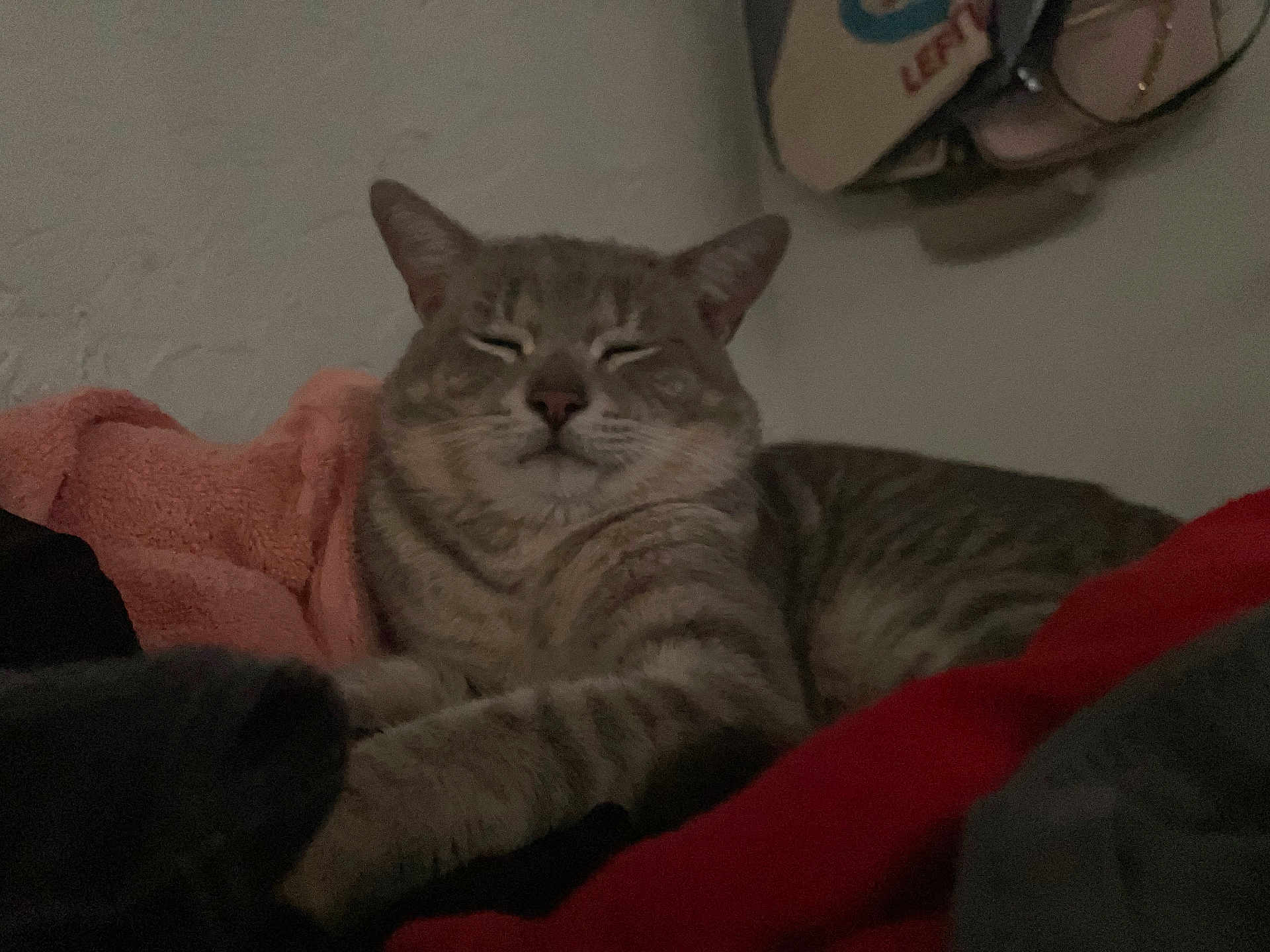 Ambrosio is registered to the contest to win money with this photo: cat, tabby, sleepy, cozy, blanket, indoor, pet, feline, fur, resting, cute, animal, mammal, whiskers, paws, relaxed, soft, warm, comfortable, home