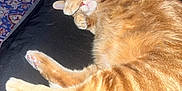 Garfield is registered to the contest to win money with this photo: animal, black_surface, carpet, cat, cozy, cute, domestic_animal, feline, floor, food_bowl, fur, home, indoor, orange_tabby, paw_covering_face, pet, relaxed, resting, sleeping, whiskers