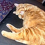 animal, black_surface, carpet, cat, cozy, cute, domestic_animal, feline, floor, food_bowl, fur, home, indoor, orange_tabby, paw_covering_face, pet, relaxed, resting, sleeping, whiskers