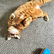 Garfield is registered to the contest to win money with this photo: animal, blue_sneaker, carpet, cat, cozy, curious, cute, footwear, fur, home, indoor, looking_up, lying_down, orange_tabby, paws, pet, relaxed, shoe, texture, whiskers