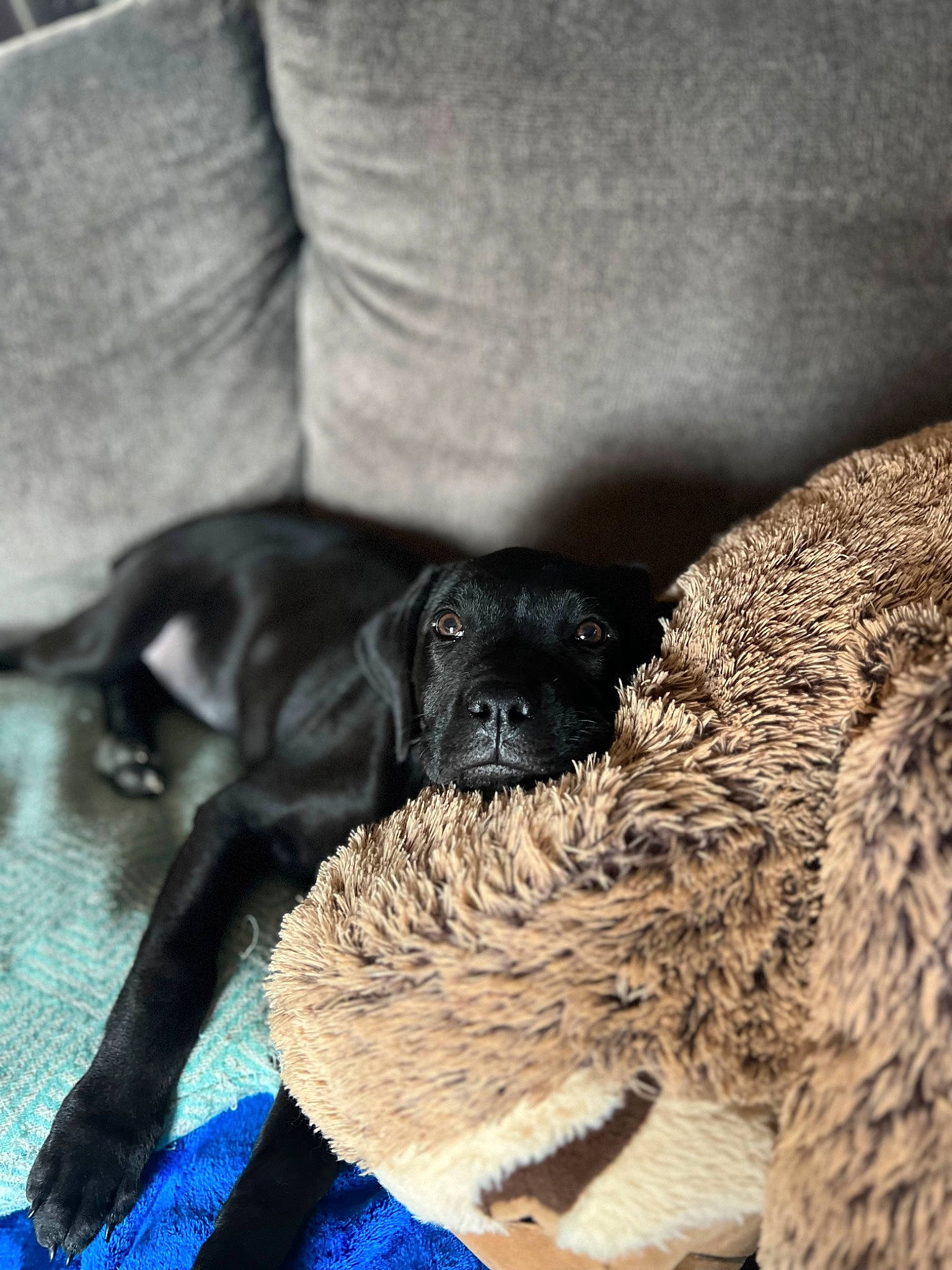 Girl is registered to the contest to win money with this photo: canidae, carnivore, comfort, companion_dog, couch, dog, dog_breed, electric_blue, flooring, fur, nap, non_sporting_group, paw, snout, sporting_group, terrestrial_animal, water_dog, working_animal