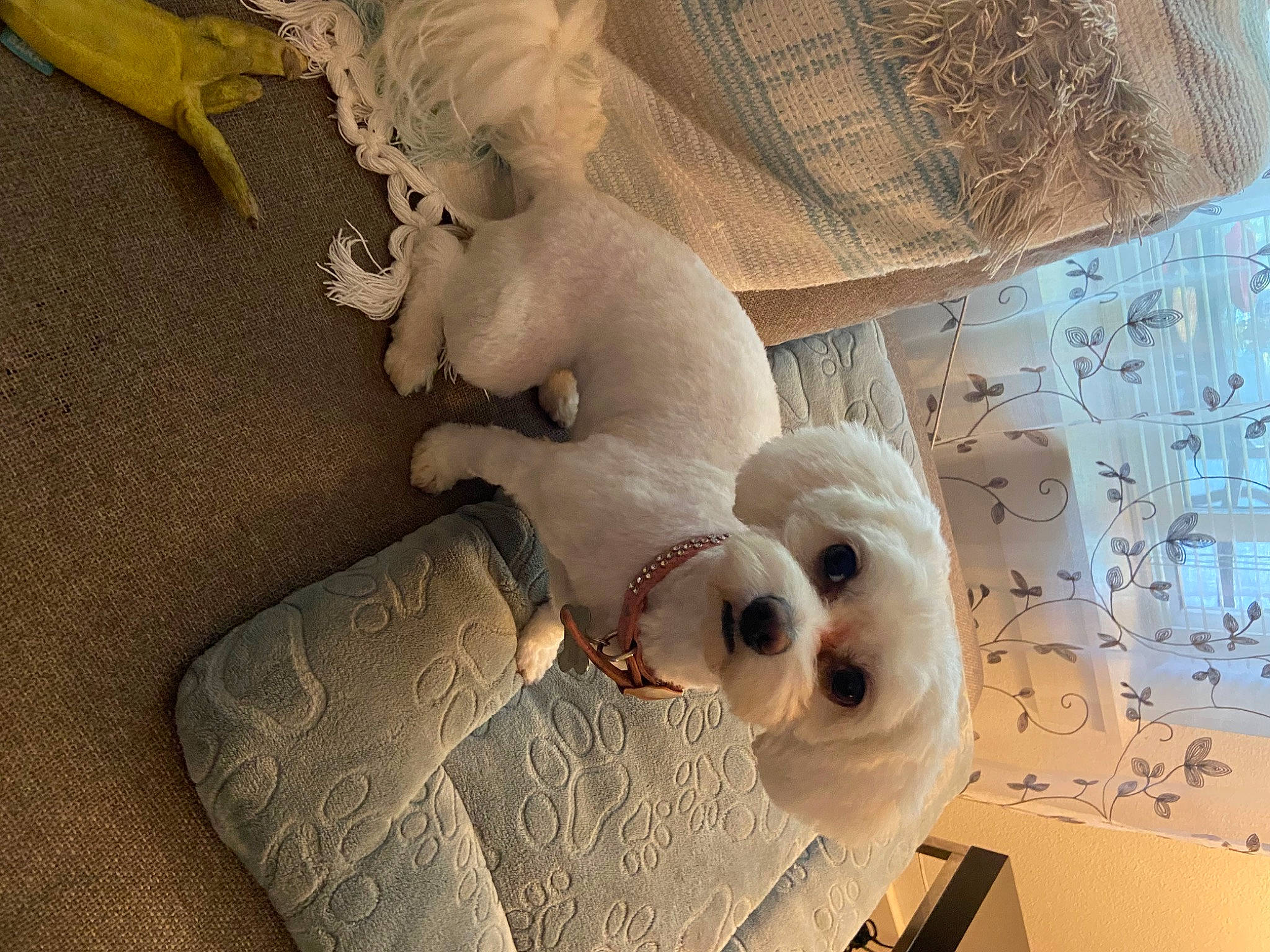 Aiko joined the competition — help win amazing prizes! art, comfort, companion_dog, dog, dog_breed, fawn, fur, linens, metal, paper, paper_product, pattern, plush, room, stuffed_toy, textile, toy, visual_arts, wing, wood