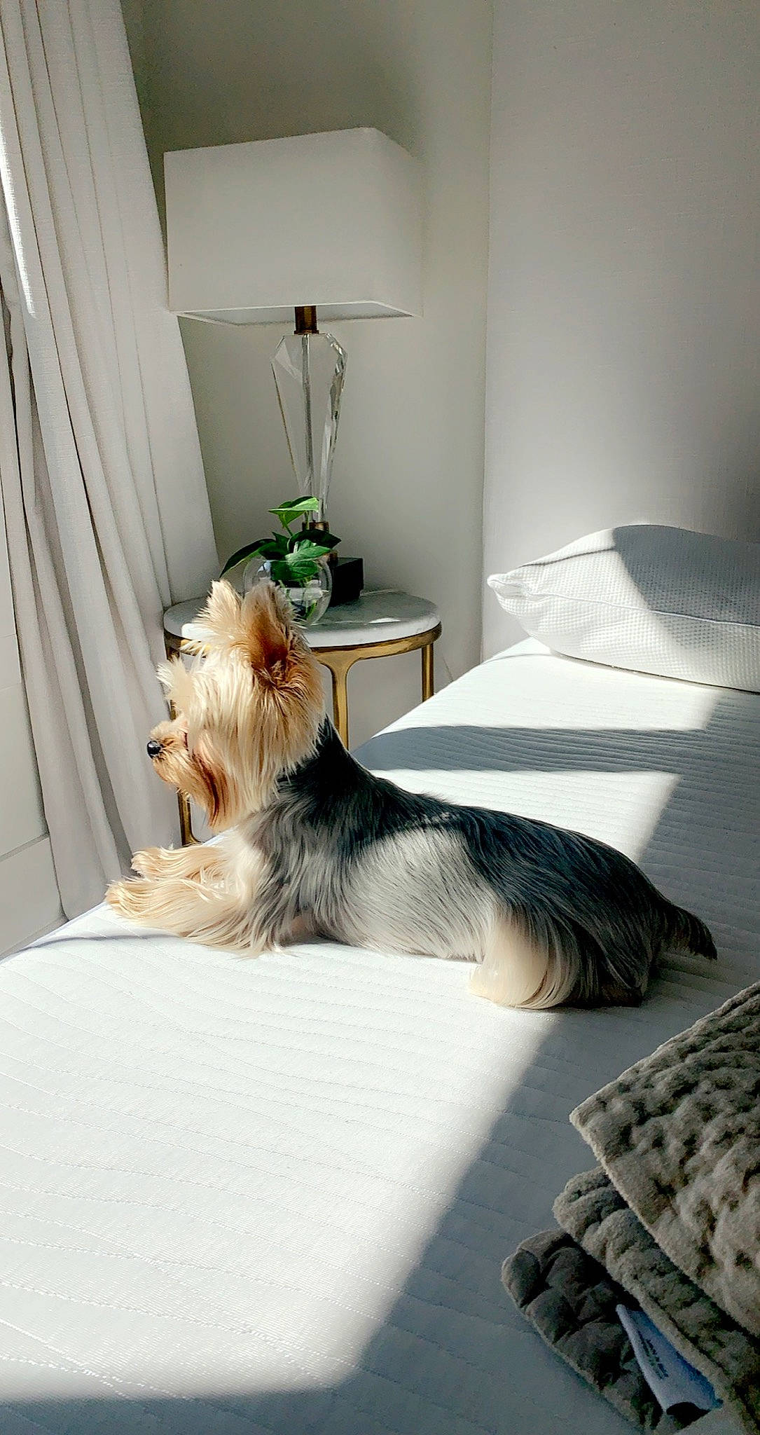 Dandy-ridge Brandy Wine joined the competition — help win amazing prizes! australian_silky_terrier, bed, bed_sheet, bedroom, canidae, carnivore, comfort, companion_dog, dog, dog_breed, fur, furniture, miniature_schnauzer, morkie, room, schnauzer, small_terrier, sporting_group, terrier, yorkshire_terrier