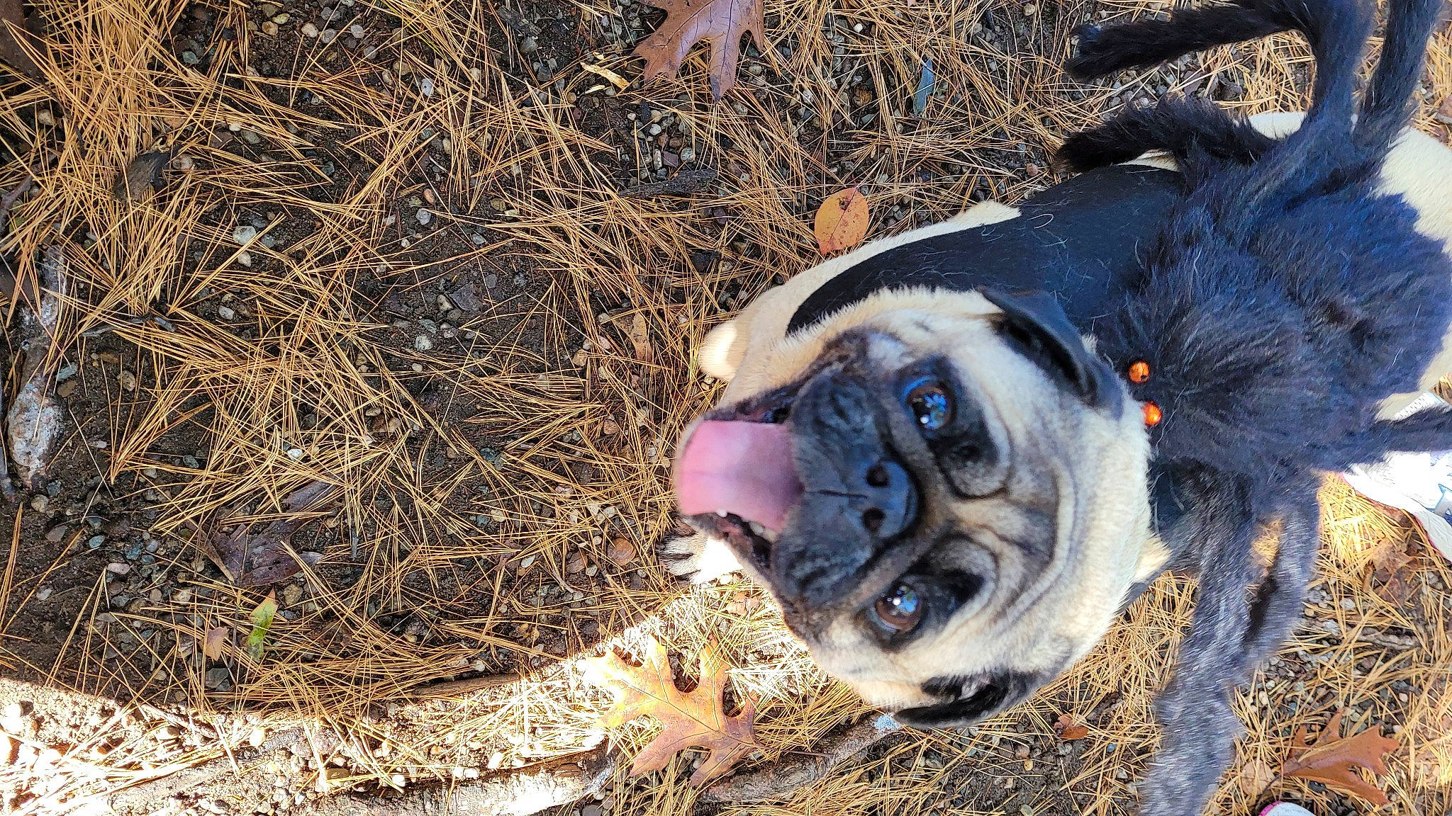 Spice joined the competition — help win amazing prizes! canidae, carnivore, collar, companion_dog, dog, dog_breed, dog_collar, dog_supply, fawn, grass, landscape, leash, plant, pug, snout, soil, sporting_group, terrestrial_animal, whiskers, working_animal