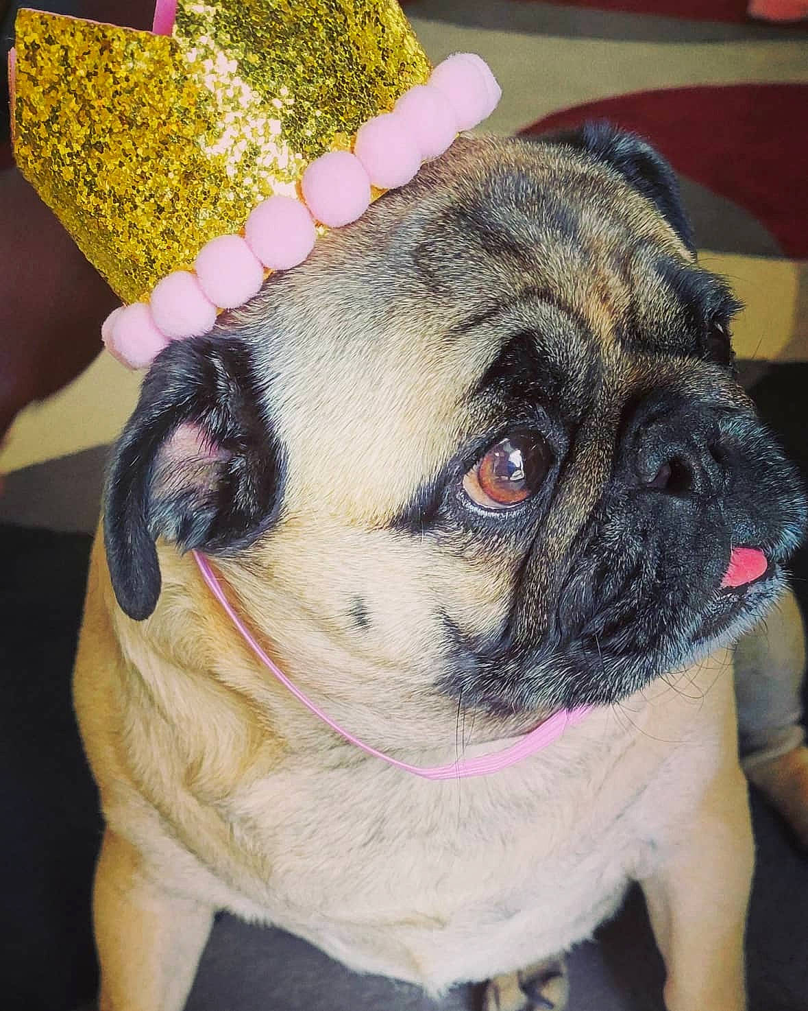 Spice is registered to the contest to win money with this photo: ancient_dog_breeds, canidae, carnivore, companion_dog, dog, dog_breed, fawn, fur, non_sporting_group, pet_supply, pug, snout, sporting_group, terrestrial_animal, toy_dog, whiskers, working_animal, wrinkle