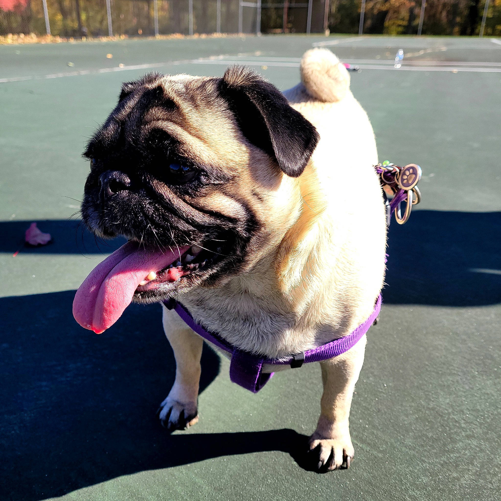 Spice joined the competition — help win amazing prizes! asphalt, canidae, carnivore, collar, companion_dog, dog, dog_breed, dog_collar, electric_blue, fashion_accessory, fawn, grass, leash, plant, pug, road_surface, snout, sporting_group, toy_dog, wrinkle