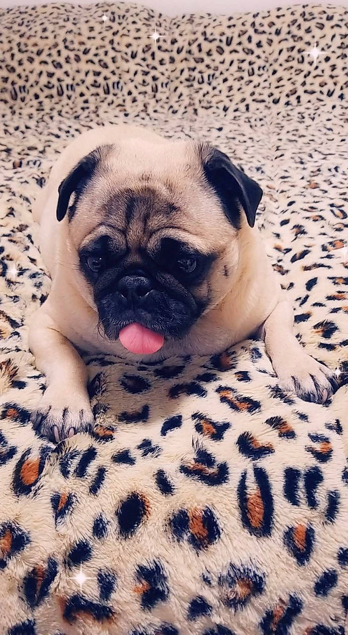 Spice joined the competition — help win amazing prizes! bulldog, canidae, carnivore, close_up, comfort, companion_dog, dog, dog_breed, eye, fawn, head, iris, pug, snout, sporting_group, terrestrial_animal, toy_dog, whiskers, working_animal, wrinkle