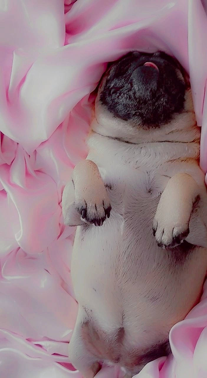 Spice is registered to the contest to win money with this photo: close_up, companion_dog, dog, dog_breed, fur, magenta, non_sporting_group, paw, peach, petal, pink, rose_family, rose_order, snout, toy, whiskers, working_animal