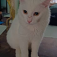 Arkan participe au concours pour gagner de l'argent avec cette photo : cat, white_cat, pet, animal, feline, indoor, curious, fluffy, ears, whiskers, table, decor, dried_flowers, vase, room, cozy, soft_light, portrait, sitting, domestic