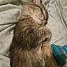 Thumper joined the competition — help win amazing prizes! cat, sleeping, fluffy, tabby, fur, pet, animal, indoors, bed, bedding, blanket, patterned, resting, curled_up, paws, whiskers, closed_eyes, relaxed, cozy, portrait
