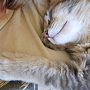 Thumper joined the competition — help win amazing prizes! cat, sleeping, fluffy, long_hair, tabby, white_fur, gray_fur, pet, animal, close_up, portrait, whiskers, paw, indoors, cozy, bedding, relaxed, nap, fur, cute
