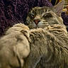 Thumper is registered to the contest to win money with this photo: cat, tabby, sleeping, sleepy, pet, animal, furry, whiskers, ears, paws, close_up, portrait, cozy, blanket, indoors, relaxed, cute, nap, warm_lighting, snuggling