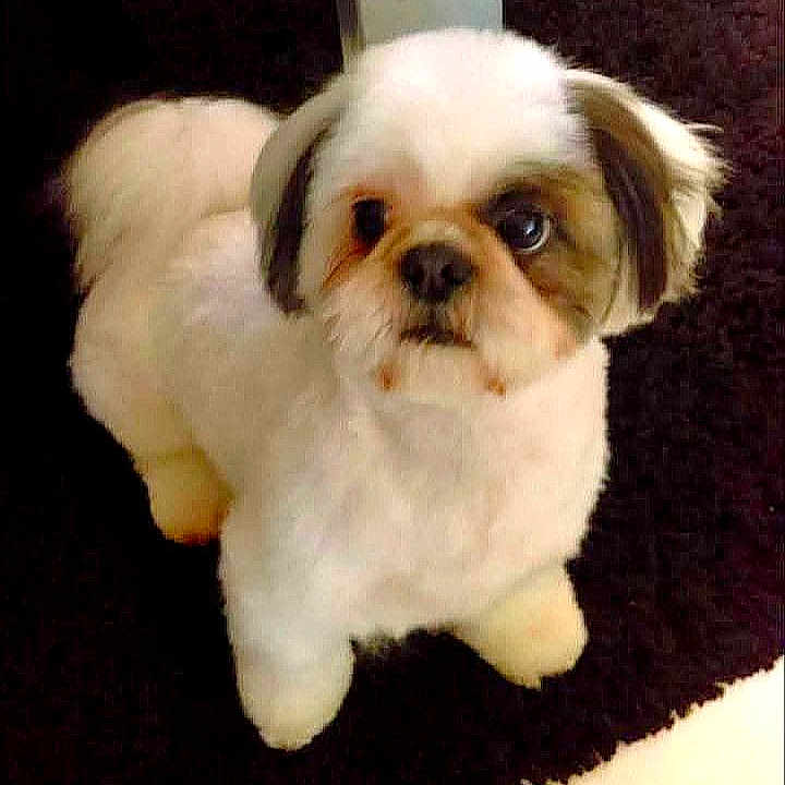 Sookie
