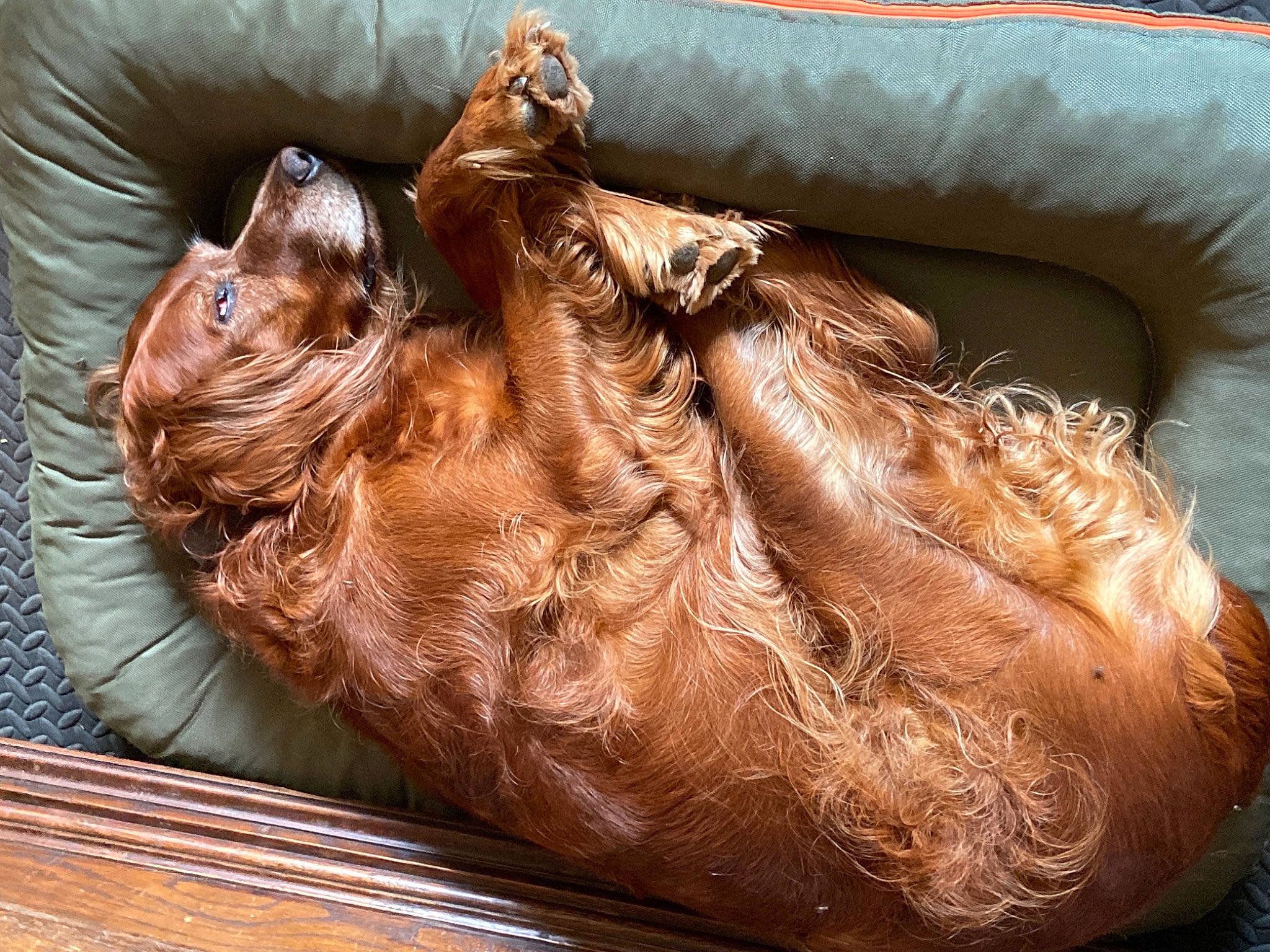 Hyona a rejoint le concours — aidez-le/la à gagner de superbes lots ! bean_bag, brown, canidae, carnivore, comfort, companion_dog, dog_breed, fawn, felidae, fur, liver, nap, pet_supply, recreation, snout, sporting_group, terrestrial_animal, whiskers, working_animal, wrinkle