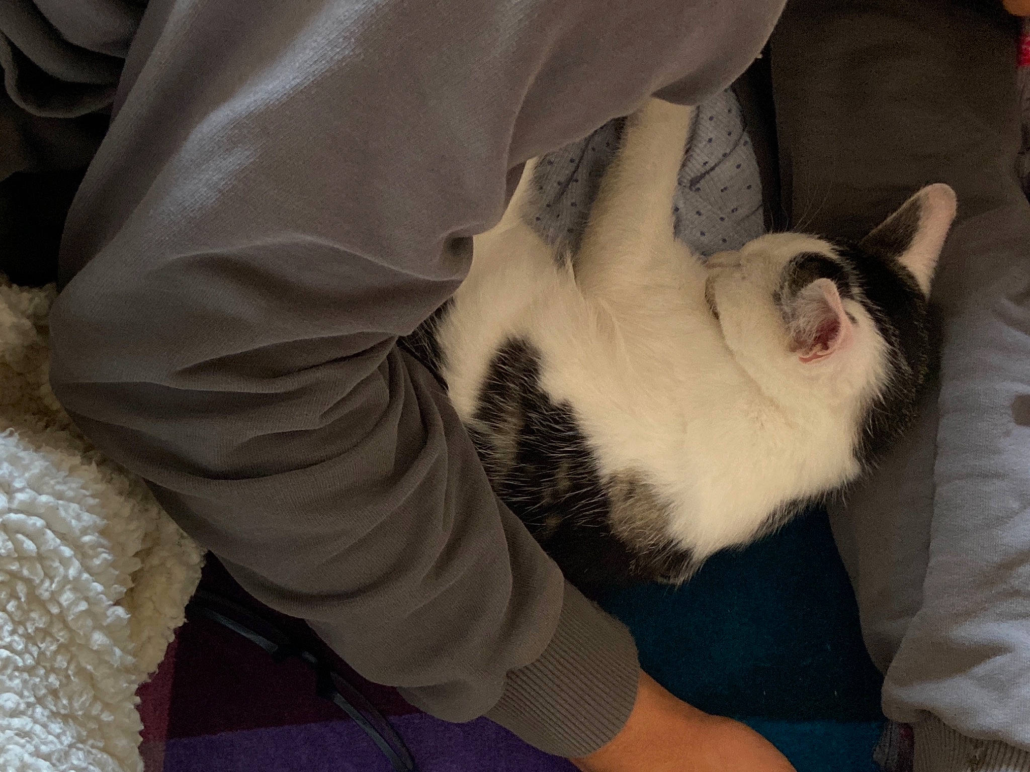 Bounty Et Mistty a rejoint le concours — aidez-le/la à gagner de superbes lots ! beard, carnivore, cat, comfort, companion_dog, dog_breed, domestic_short_haired_cat, elbow, fawn, felidae, foot, gesture, human_leg, lap, mammal, nail, paw, small_to_medium_sized_cats, thigh, whiskers