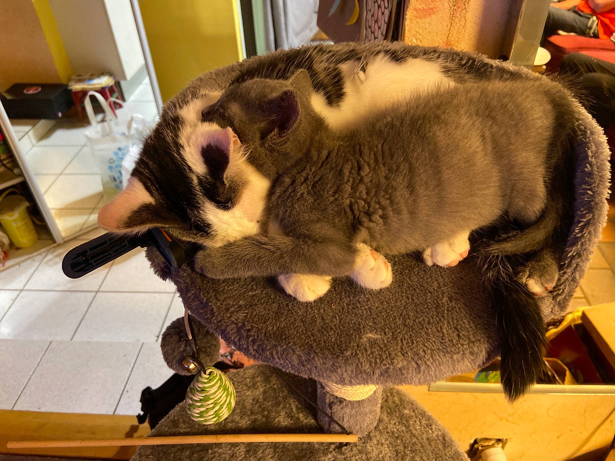 Bounty Et Mistty a rejoint le concours — aidez-le/la à gagner de superbes lots ! canidae, carnivore, dog_breed, domestic_short_haired_cat, fashion_accessory, fawn, felidae, flooring, fur, hat, hide, metal, natural_material, plant, small_to_medium_sized_cats, snout, tail, terrestrial_animal, whiskers, working_animal