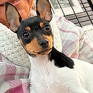 Mia is registered to the contest to win money with this photo: black, brown, close_up, cozy, dog, ears, eyes, face, fleece, outdoor, pattern, person, pet, pink, railing, robe, small_dog, smile, white, window