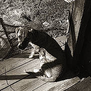 Azzy is registered to the contest to win money with this photo: dog, wooden_planks, rustic_post, shadow, sunlight, grass, outdoor, pet, curious, sepia, vintage, animal, canine, sitting, nature, daylight, texture, fur, looking_back, ground