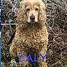 Caly a rejoint le concours — aidez-le/la à gagner de superbes lots ! dog, curly_fur, golden_color, outdoor, grass, twigs, nature, pet, animal, sitting, portrait, frost, leaves, canine, fur, eyes, face, calm, closeup, text_overlay