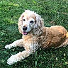 animal, canine, close_up, curly_ears, daylight, dog, friendly, fur, grass, greenery, happy, laying_down, mammal, nature, outdoor, pet, playing, relaxed, summer, tongue_out