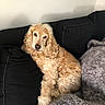 Caly a rejoint le concours — aidez-le/la à gagner de superbes lots ! dog, golden, curly_fur, cocker_spaniel, couch, blanket, indoor, pet, relaxed, furniture, cozy, resting, fur, animal, companion, home, cute, looking, seated, comfortable