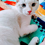 Jasmine joined the competition — help win amazing prizes! cat, white_cat, blue_eyes, pet, animal, feline, close_up, paw, fur, cute, indoor, relaxed, curious, blanket, colorful, soft, cozy, resting, domestic_animal, portrait