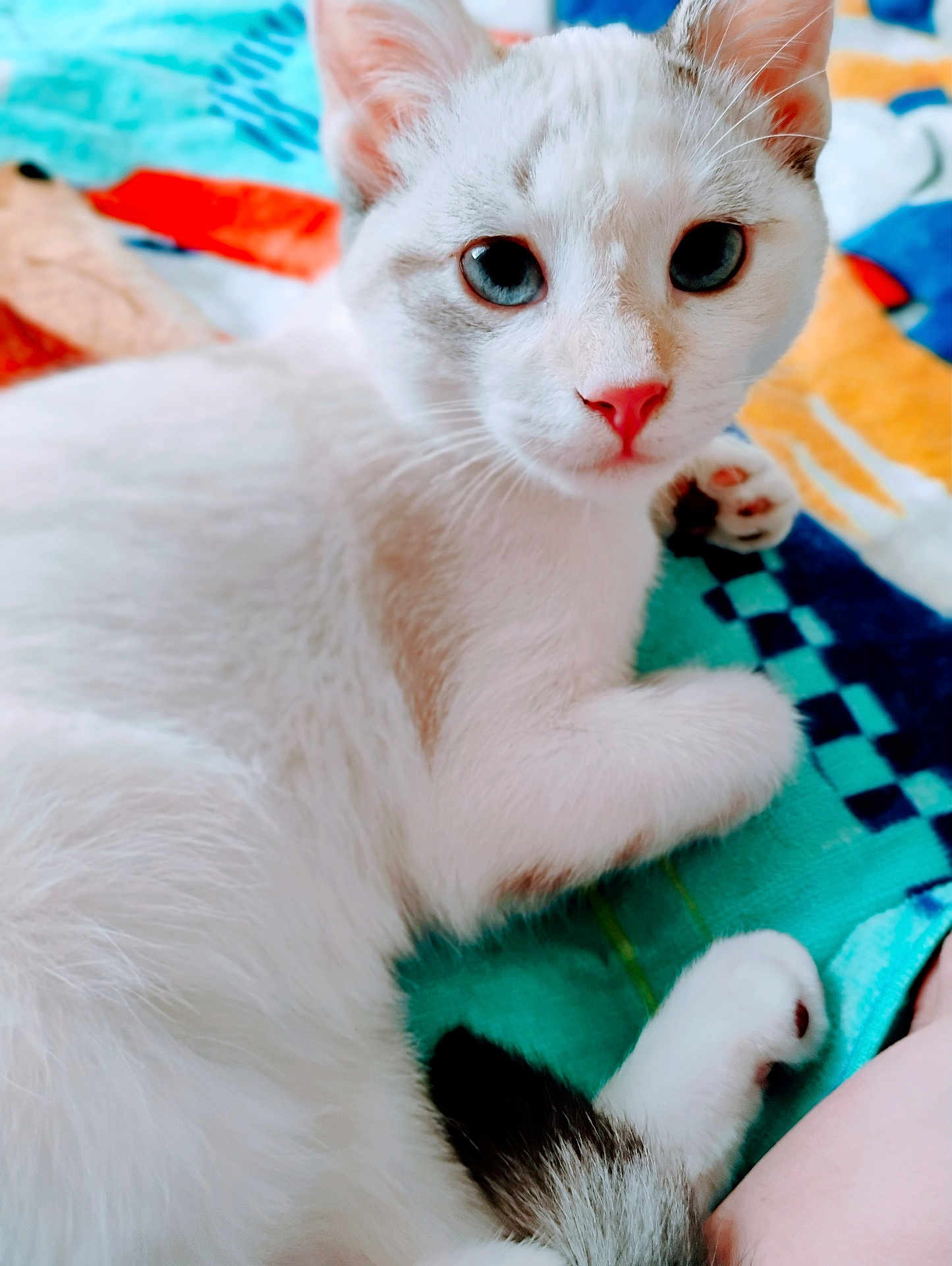 Jasmine joined the competition — help win amazing prizes! cat, white_cat, blue_eyes, pet, animal, feline, close_up, paw, fur, cute, indoor, relaxed, curious, blanket, colorful, soft, cozy, resting, domestic_animal, portrait
