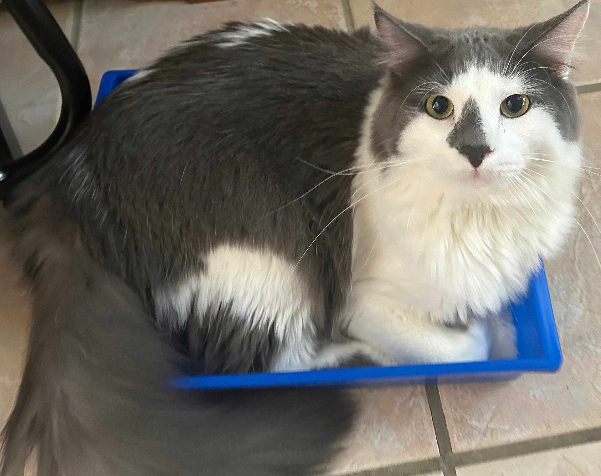 Mr. Peabody is registered to the contest to win money with this photo: animal, blue, cat, curious, cute, domestic, feline, floor, fluffy, fur, gray_and_white, indoor, looking_up, pet, relaxed, sitting, tail, tile, tray, whiskers