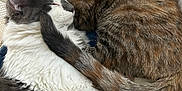Mr. Peabody joined the competition — help win amazing prizes! animal, cat, closeup, companionship, cozy, cute, domestic_animal, friendship, fur, gray_cat, indoor, pets, relaxation, resting, sleeping, snuggling, soft, tabby_cat, tail, white_fur