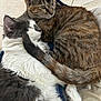 animal, cat, closeup, companionship, cozy, cute, domestic_animal, friendship, fur, gray_cat, indoor, pets, relaxation, resting, sleeping, snuggling, soft, tabby_cat, tail, white_fur