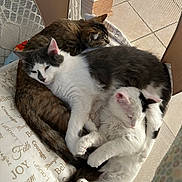 Mr. Peabody is registered to the contest to win money with this photo: animal, blanket, cat, chair, comfort, cozy, cuddle, cute, feline, fur, indoor, mesh, pattern, paw, pets, relax, resting, sleeping, snuggle, whiskers
