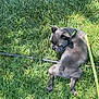 Cash is registered to the contest to win money with this photo: dog, grass, leash, green_collar, outdoor, pet, animal, small_dog, sunlight, nature, curious, shy, sitting, back_view, canine, playful, daytime, lawn, summer, companion
