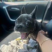 Cash joined the competition — help win amazing prizes! dog, small_dog, happy, open_mouth, ears, car_interior, hand, blanket, knitted_blanket, seat, pet, animal, close_up, tongue_out, indoor, daylight, leash, collar, companion, cute