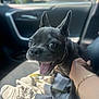 dog, small_dog, happy, open_mouth, ears, car_interior, hand, blanket, knitted_blanket, seat, pet, animal, close_up, tongue_out, indoor, daylight, leash, collar, companion, cute